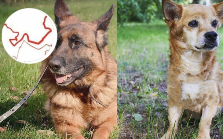 Zbiórka schronisko psijaciel we Wrześni - zdjęcie główne