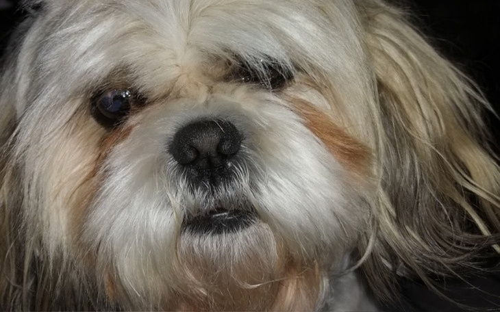 Zbiórka Dla psa na pokarm - zdjęcie główne