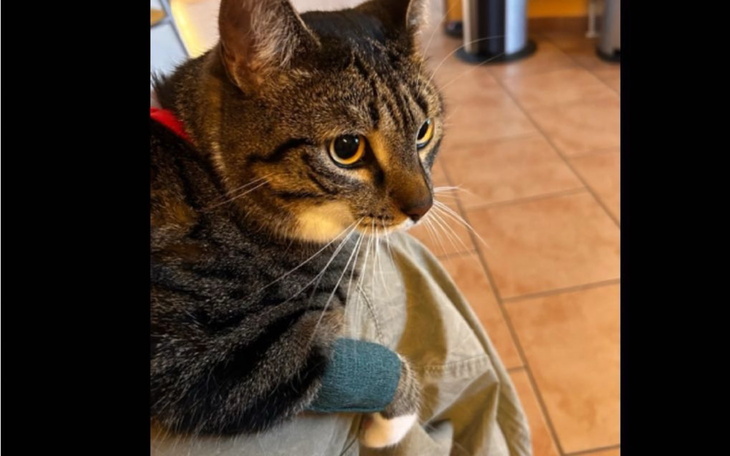 Kot siedzący na kolanach, z opatrunkiem na łapie.