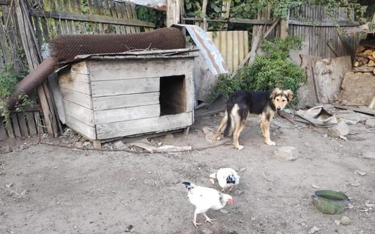 Zbiórka Pies ze zmianami neurologicznymi - zdjęcie główne