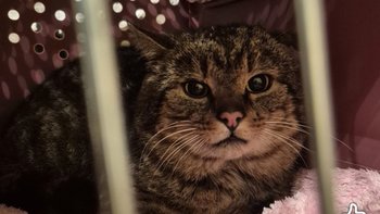 Zbiórka Bazarek Basza - miniaturka zdjęcia