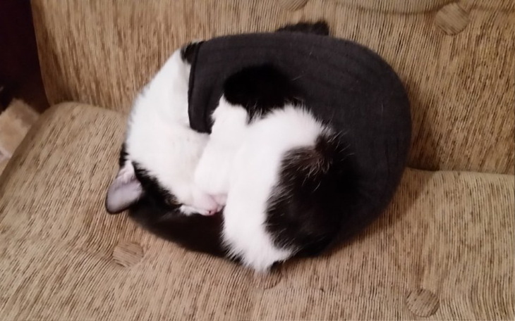 Zbiórka Idzie zima. - zdjęcie główne