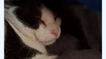 Zbiórka Zbiórka na Miauke, kocią starusz - miniaturka zdjęcia