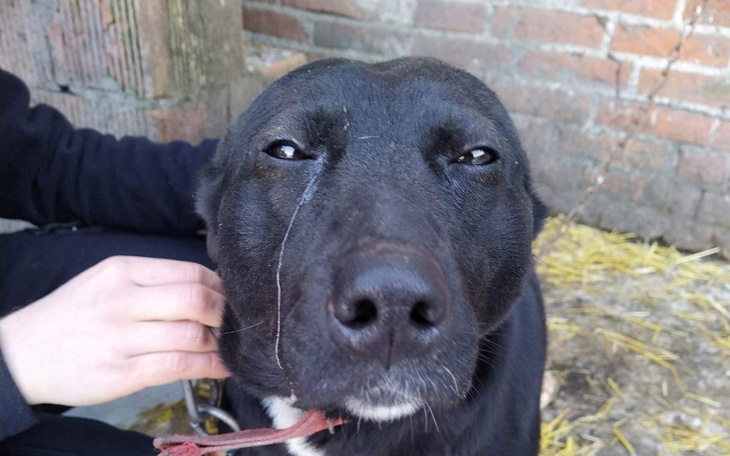 Zbiórka Sterylizacja ratująca życie - zdjęcie główne