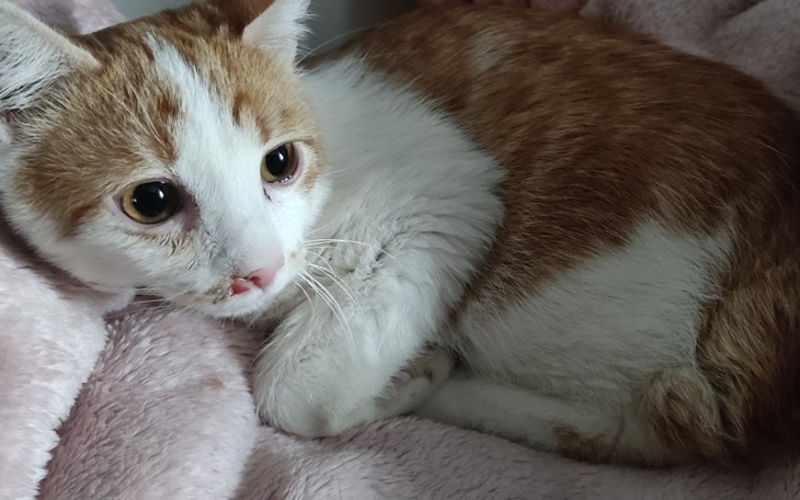 Zbiórka Franek w potrzebie-liczy na Cieb - zdjęcie główne