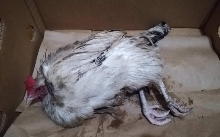 Zbiórka Berta - kura ze śmietnika - zdjęcie główne