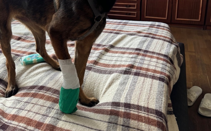 Zbiórka Pilna operacja złamanej lapy - zdjęcie główne