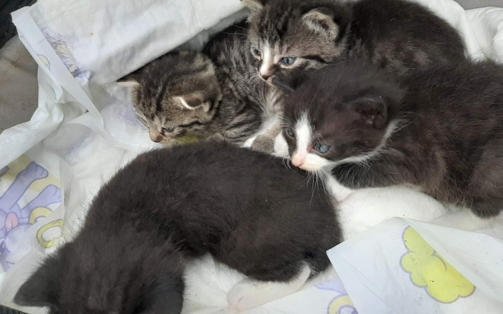 Zbiórka Kotki,karma,leczenie,szczepienia - zdjęcie główne