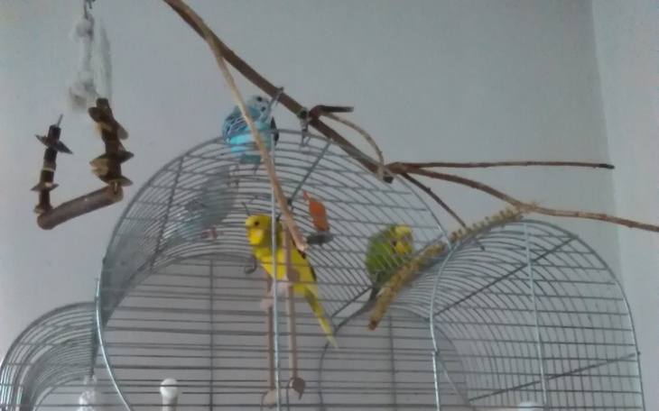 Zbiórka Na weterynarza dla papug. - zdjęcie główne