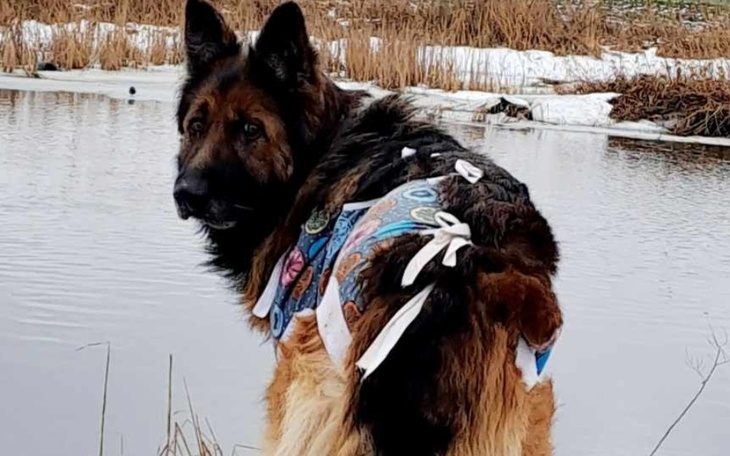 Owczarek niemiecki w kolorowej chustce nad wodą.