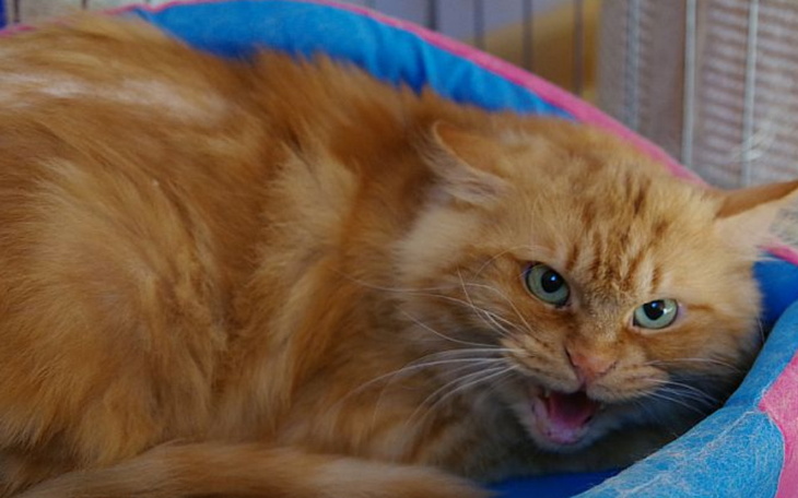 Zbiórka Dla dzikusa z ulicy - zdjęcie główne