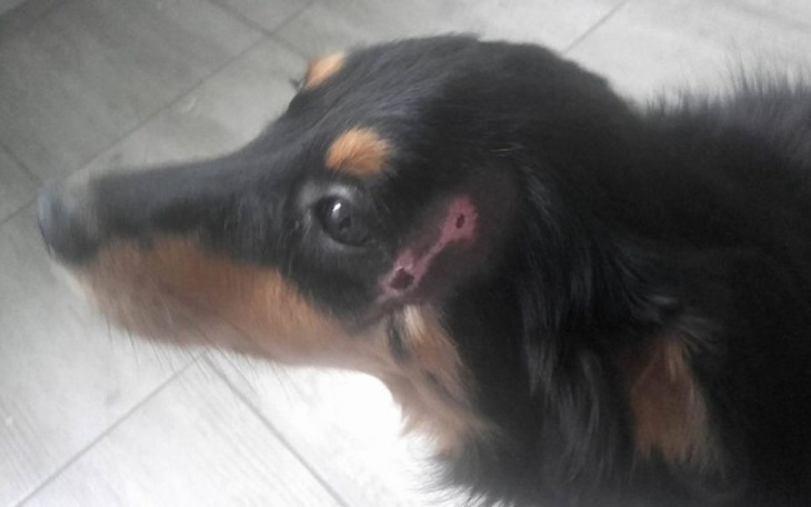 Pies z raną na uchu, patrzący w bok.