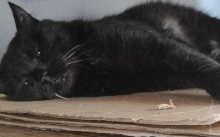 Zbiórka Walka o życie Kazia z nawrotem - zdjęcie główne