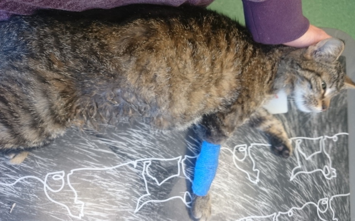 Kot z opatrunkiem na łapie, leżący na stole.