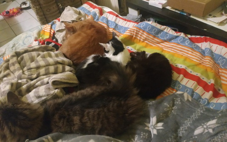 Zbiórka Kocia działka - zdjęcie główne