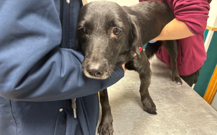 Czarny pies trzymany na rękach przez osobę w klinice.