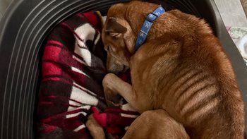 Zbiórka Krytycznie wycieńczony! - miniaturka zdjęcia