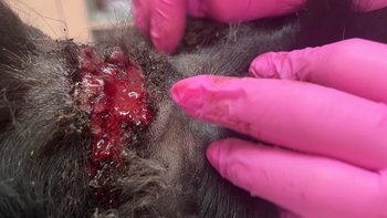 Zbiórka Z piekła łańcucha do życia - miniaturka zdjęcia