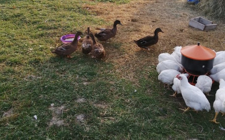 Zbiórka Spełnienie agro marzeń - zdjęcie główne