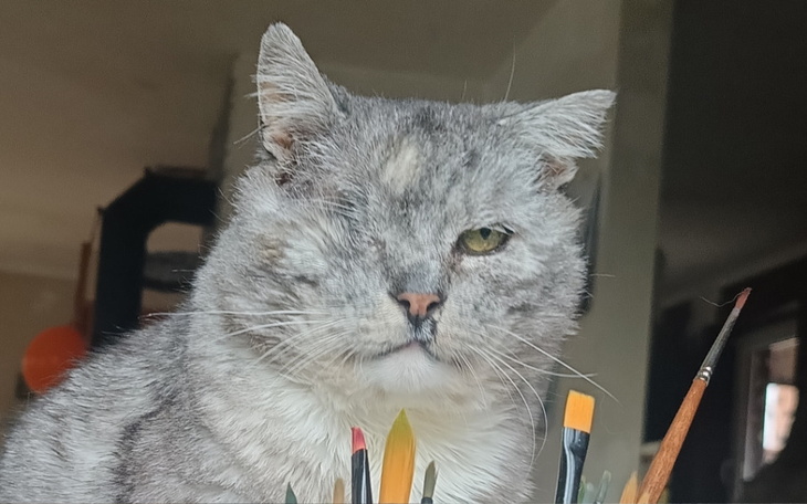 Kot z jednym okiem, otoczony pędzlami do malowania.