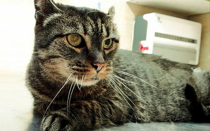 Zbiórka Miodunka choruje na nowotwór - zdjęcie główne