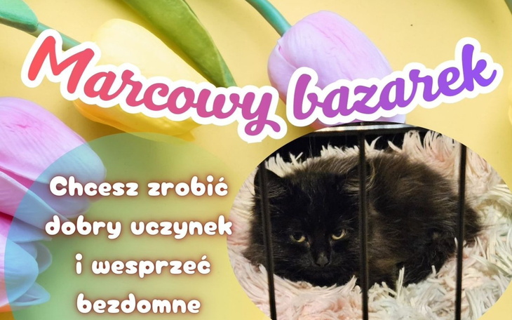 Czarny kot w klatce, zachęcający do wsparcia bezdomnych zwierząt.