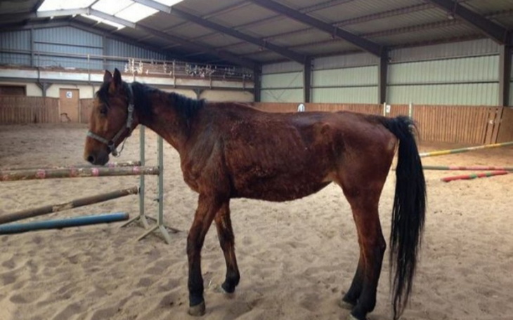 Zbiórka konie potrzebują pomocy - zdjęcie główne