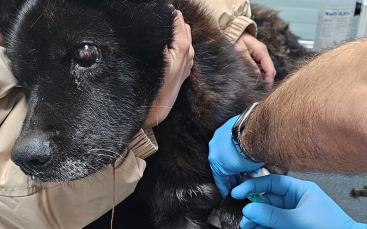 Zbiórka TRANSPORT psa w tragicznymstanie - zdjęcie główne