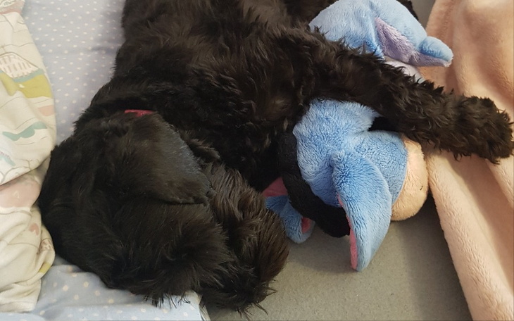 Zbiórka Operacja Funi - zdjęcie główne