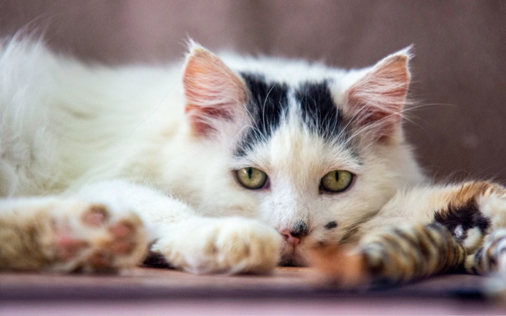 Zbiórka Mruczarnia, maj - zdjęcie główne