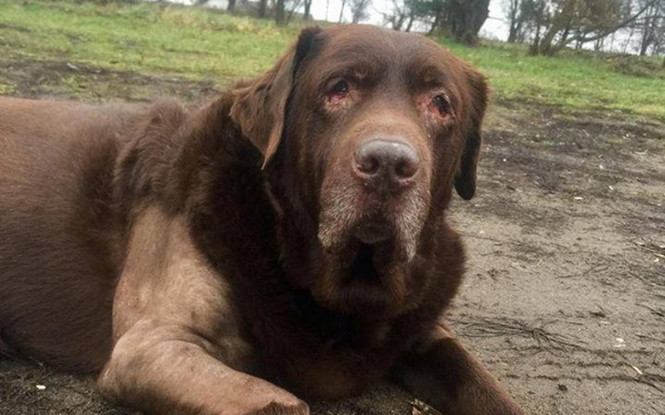 Zbiórka Aby Forest nie cierpiał z bólu - zdjęcie główne