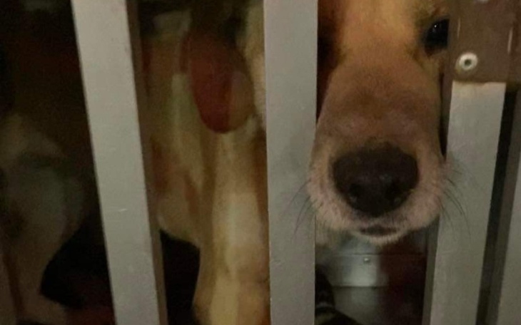 Zbiórka Ratujemy psy i koty z Ukrainy - zdjęcie główne