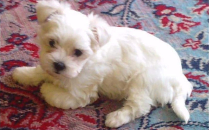 Zbiórka Maltańczyk dla dziewczyny - zdjęcie główne