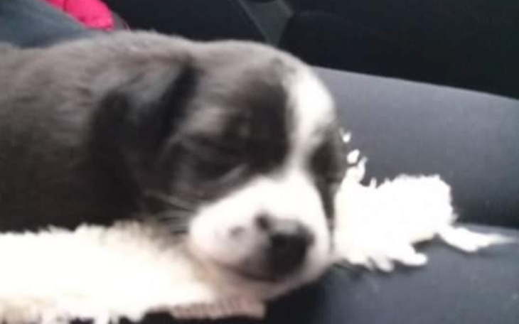 Zbiórka Na biedne i chore pieski - zdjęcie główne