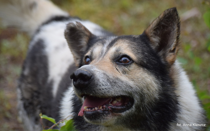 Zbiórka Kiermasz dla podopiecznych 1 - zdjęcie główne