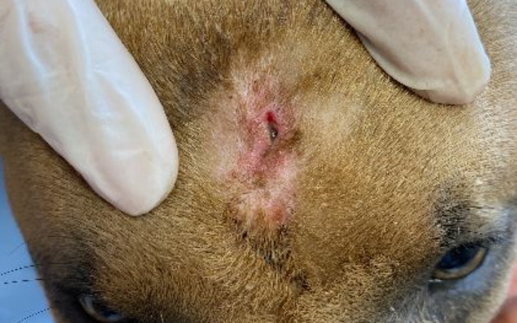 Zbiórka AN- Kola diagnostyka - zdjęcie główne