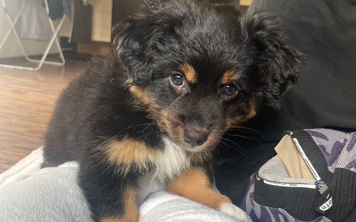 Zbiórka Na kojec dla szczeniaków - zdjęcie główne