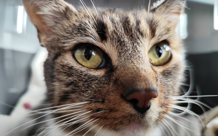 Zbiórka Groot rtg - zdjęcie główne