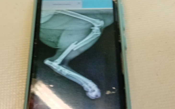 Zbiórka operacja łapki tylniej - zdjęcie główne