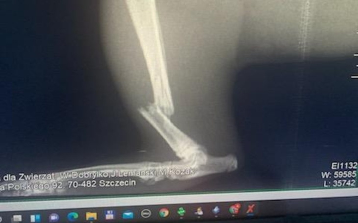 Zbiórka Na operacje zlamanej nozki kotka - zdjęcie główne