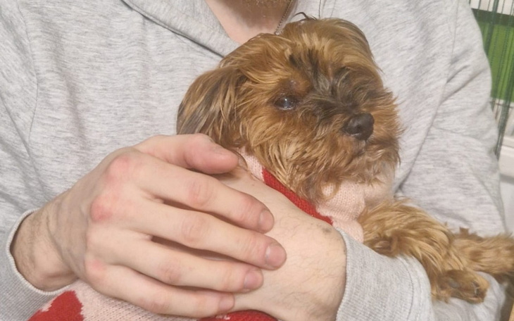 Pies w sweterku, przytulany przez właściciela.