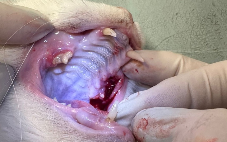 Zbiórka Komfort życia Gryzi - zdjęcie główne