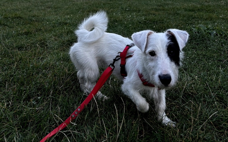 Zbiórka Słodki piesek potrzebuje pomocy - zdjęcie główne