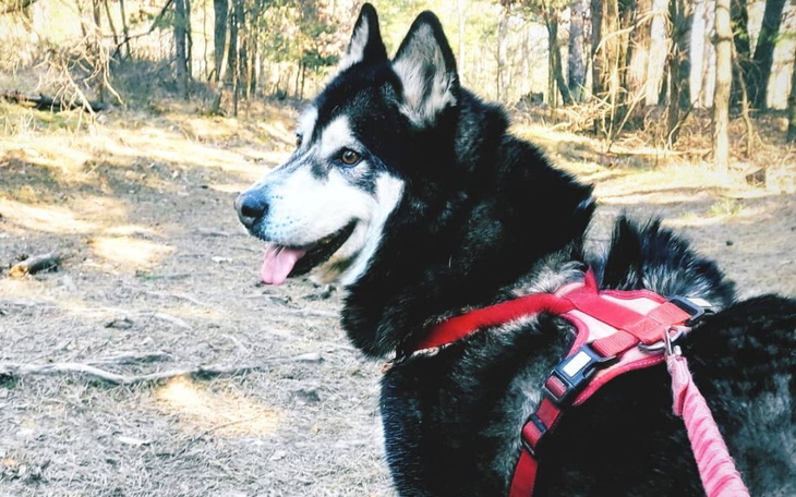 Zbiórka Mafia - operacja łapy - zdjęcie główne