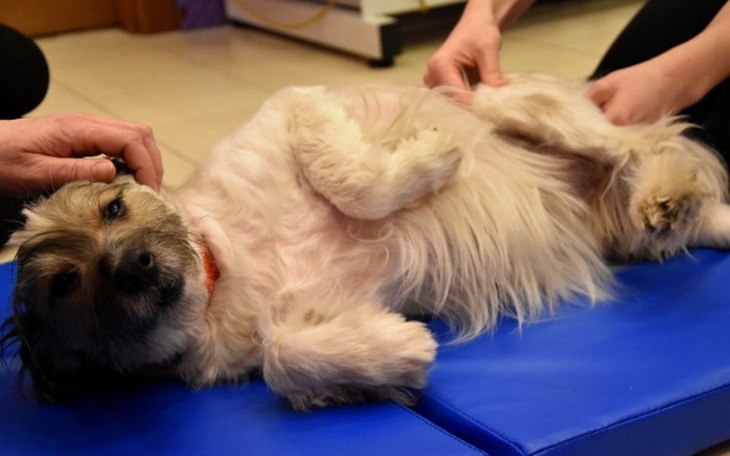 Zbiórka Myszka po operacjach! Pomocy ! - zdjęcie główne