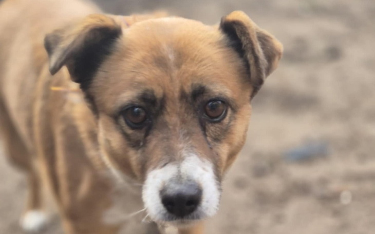 Pies z wyrazistymi oczami, patrzący w obiektyw.