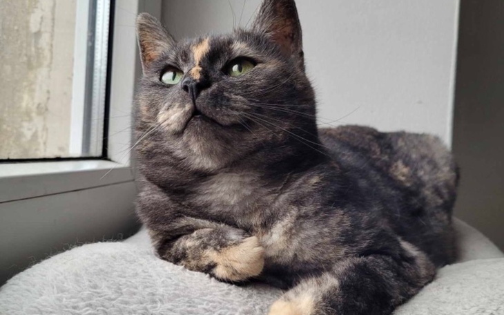 Zbiórka Proszę, pomóż nam uratować Jasię - zdjęcie główne