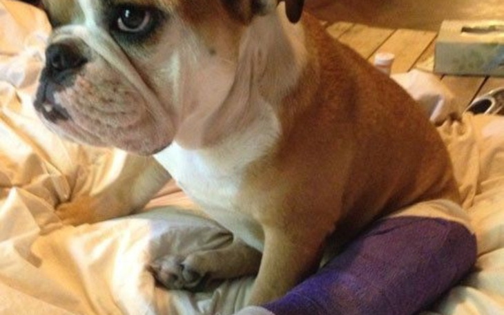 Zbiórka Leczenie łapki psa z Ukrainy - zdjęcie główne