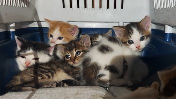 Zbiórka Leśne koteczki - miniaturka zdjęcia