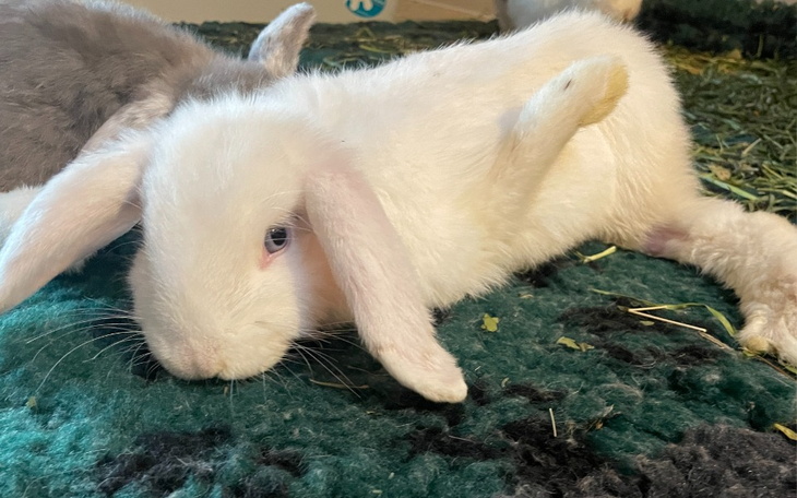 Zbiórka Na inkubator dla Azylantów - zdjęcie główne